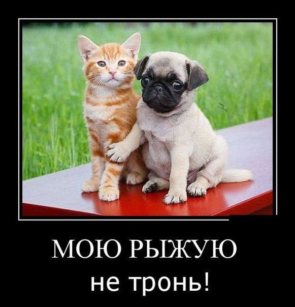 Веселости из сети