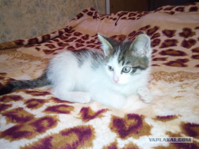 Котовторник
