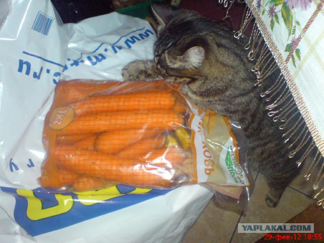 День кошек в России