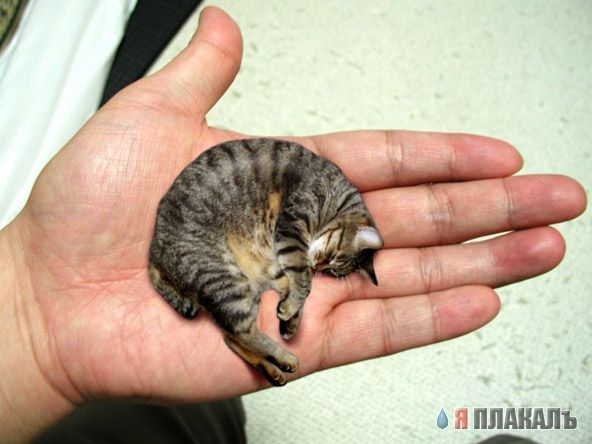 КОШКИ и ХОЗЯЕВА, подбрка картинок