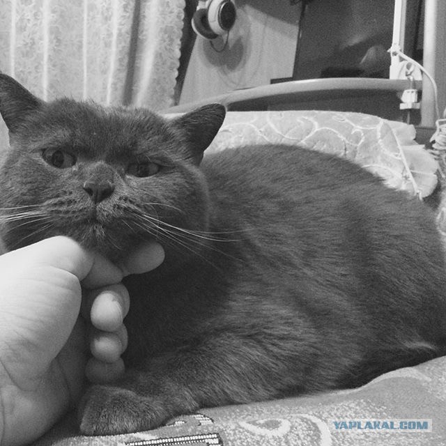 Котовторник
