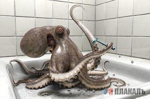 Обитатели морей, рек и океанов