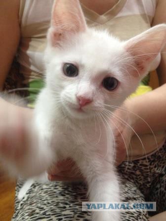 Восьмомартовский котовторник