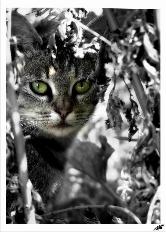 Коты, кошки, котята