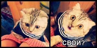 Весёлые картинки