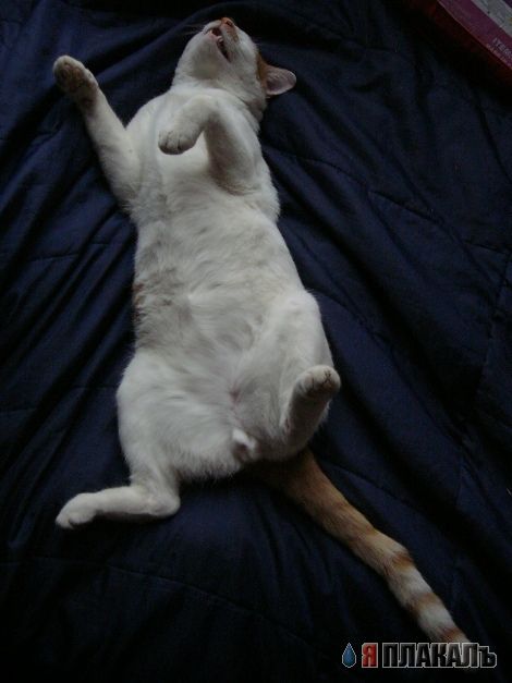 А вот и котовторник!