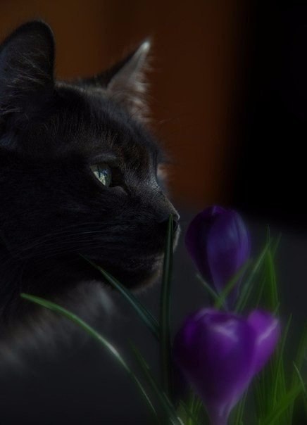 Прикольные животные