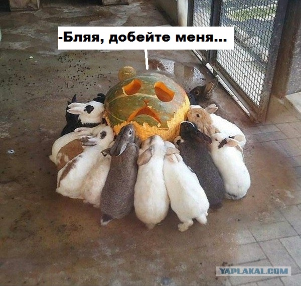 Немного пятничного, картинки и гифки