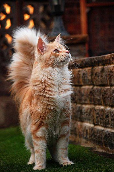 Коты из сети