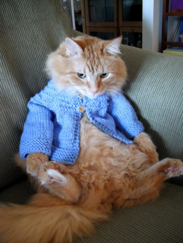 Коты из сети