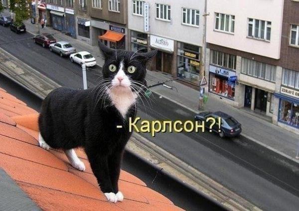 Коты и Кошки