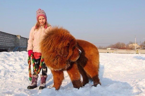 Живность из сети
