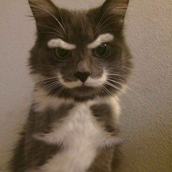 Коты и Кошки
