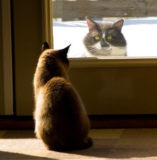 Коты и Кошки