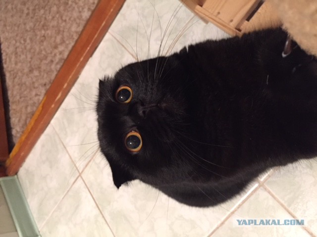 Котовторник 28.11.2017