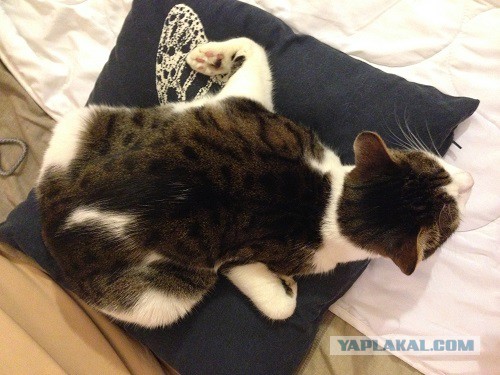 Котовторник  05.12.2017