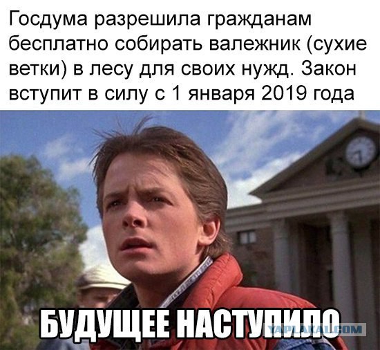Гражданам разрешили бесплатно собирать валежник