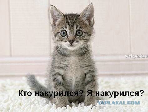 Котовторник на ЯПлакалъ (03.06), котята (31 шт)