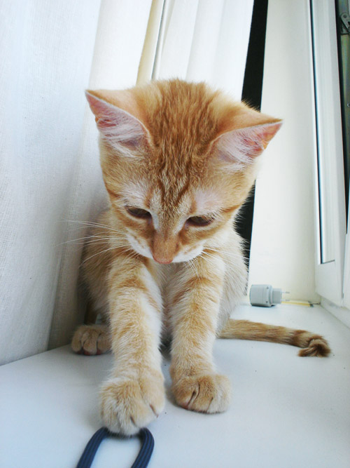 Рыжий котовторник на ЯПлакал!, Смотрим  и добавляем!