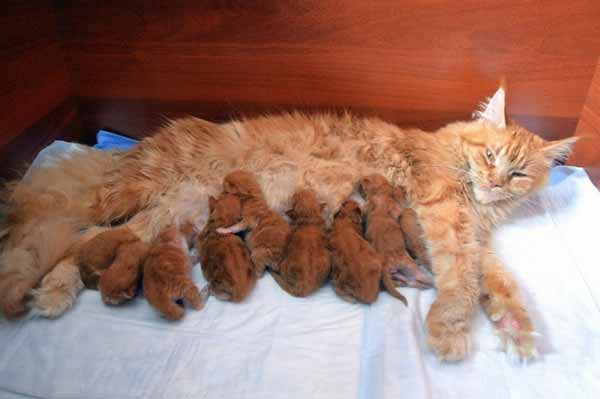 Прикольных котов пост