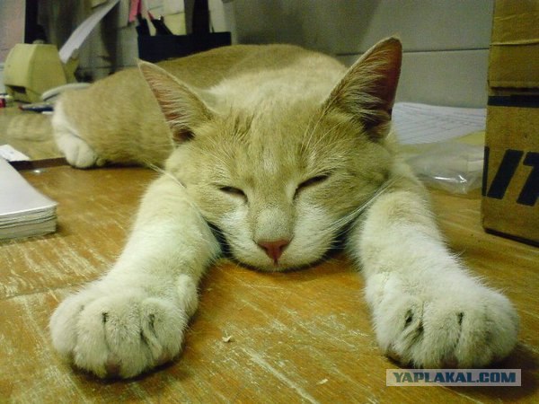 Котовторник на ЯПлакалъ: Кото и кто-то!