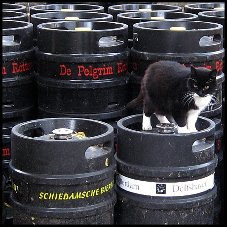 Котопятница: А кто не пьёт? Назови! ))