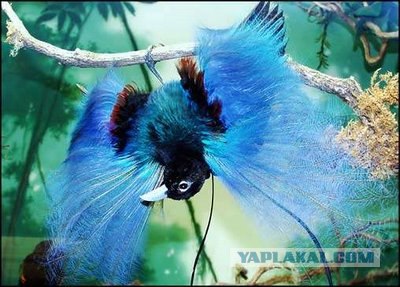Одна из самых красивых птиц