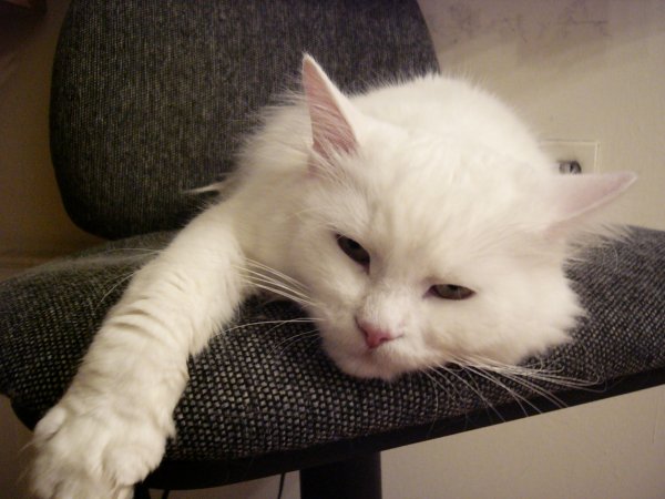 Котовторник объявляется открытым!