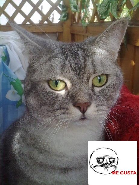 Котовторник с Кузей