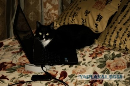 Котовторник 20.12.2011
