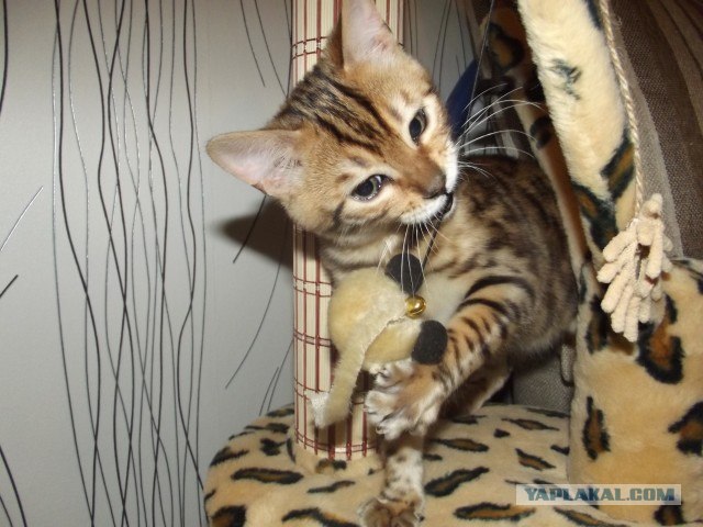 Котовторник 17 января