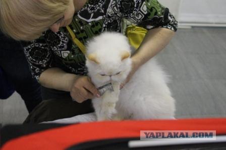 Котовторник 27.03.2012