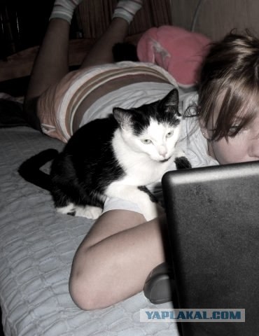 Котовторник (15.05.2012)