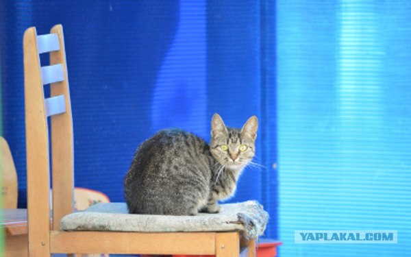 Котовторник  28.08.12
