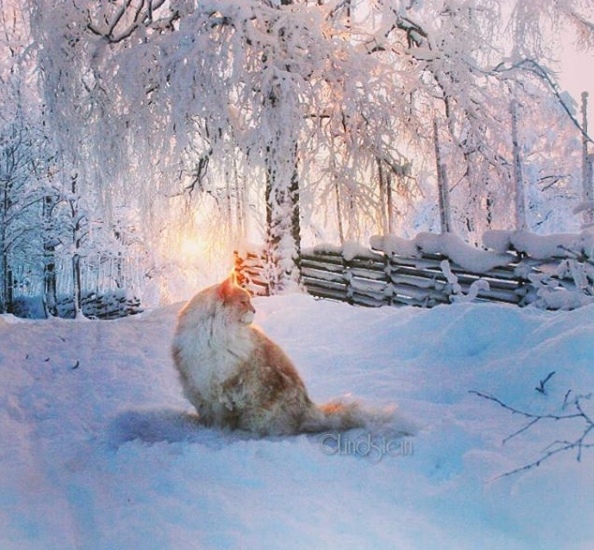 Прикольных котов пост