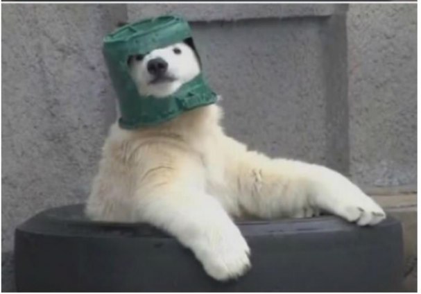 Живность из сети