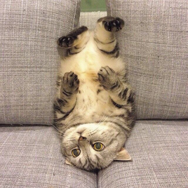 Прикольных котов пост