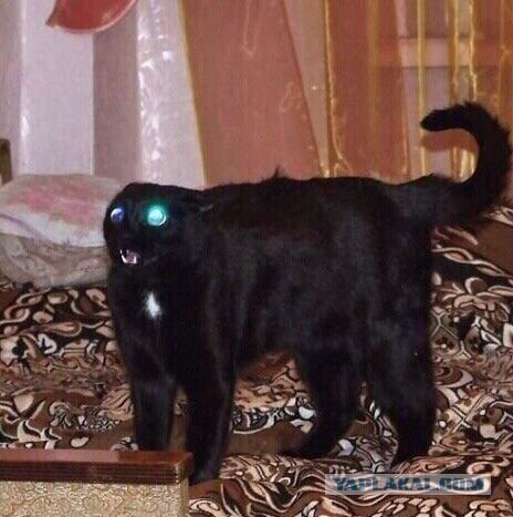 Кошиная жесть
