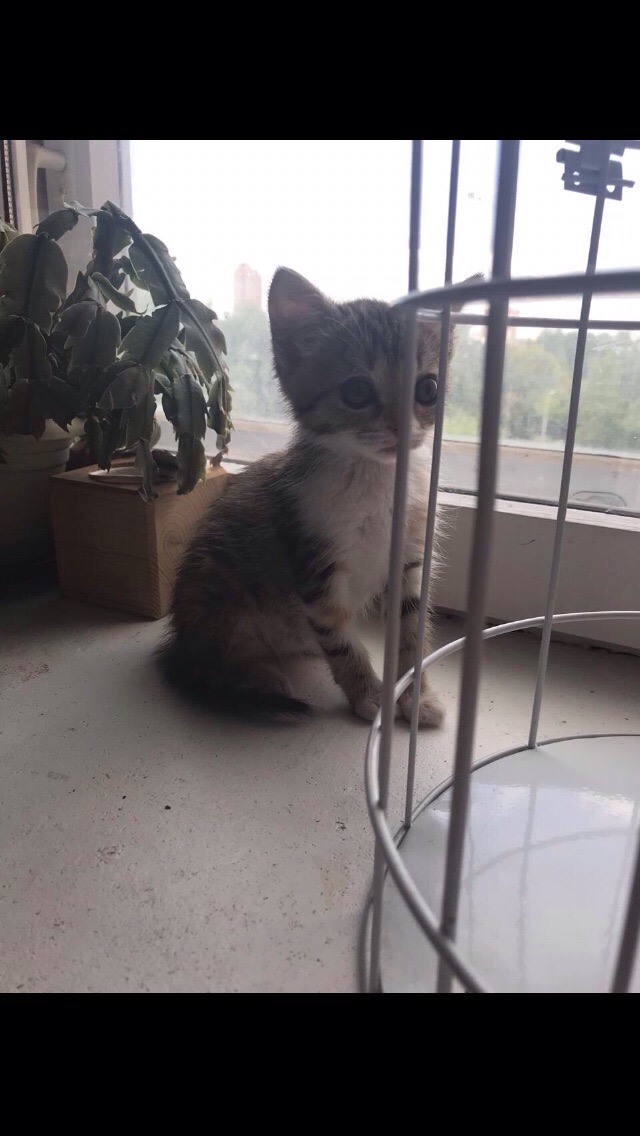 Забавные фото котеек