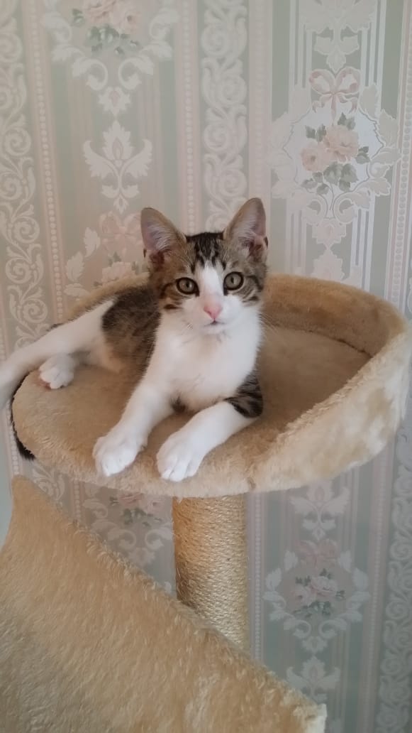 Забавные фото котеек