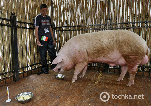 Боров и з. Самая большая свинья в мире. Хряк Наполеон.