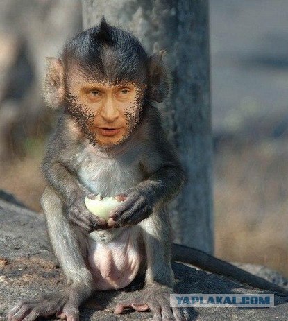 Фотожаба: Грустный мартышко