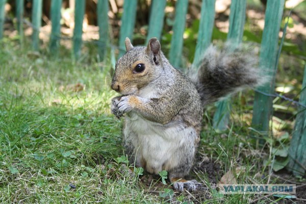 Кормушка для белок-космонавтов