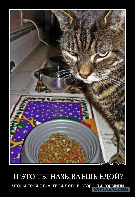 Кот увидел живую рыбу