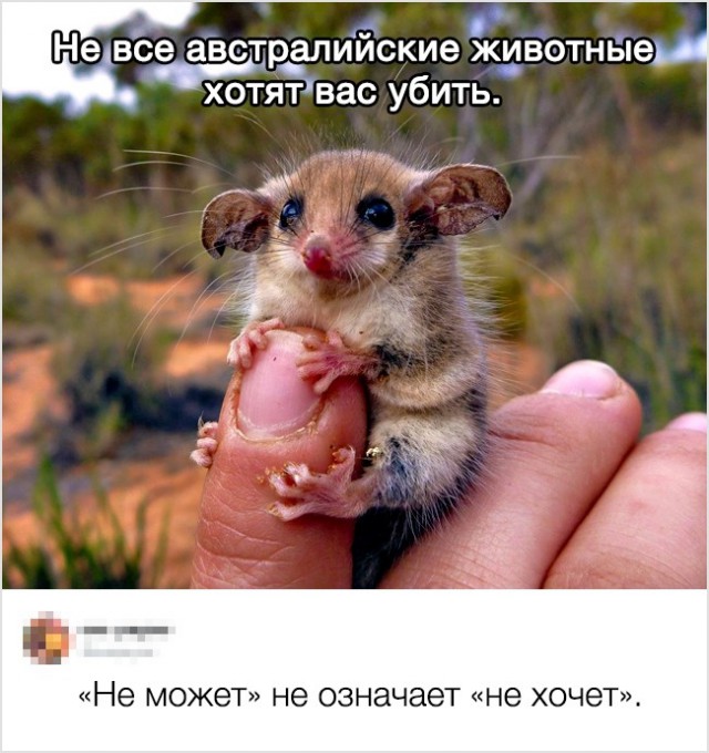 Австралийские разборки