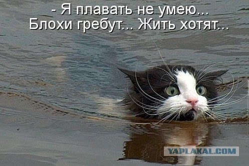 Коты любят принимать ванну