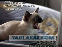 Собака переносит кота через дорогу