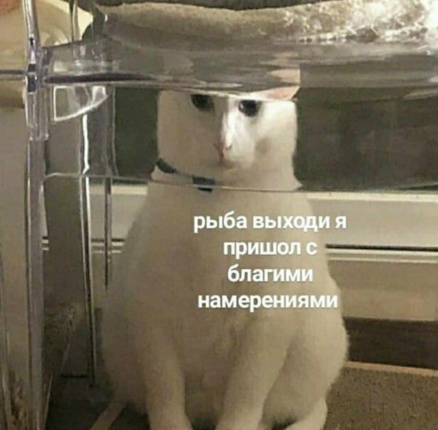 Стоша Говнозад