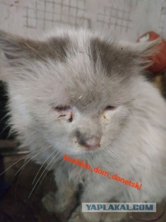 Мариупольские котики экстренно ищут дом
