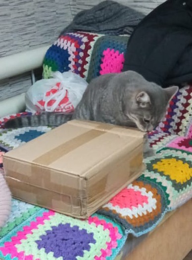 Котовторник 1.11.22